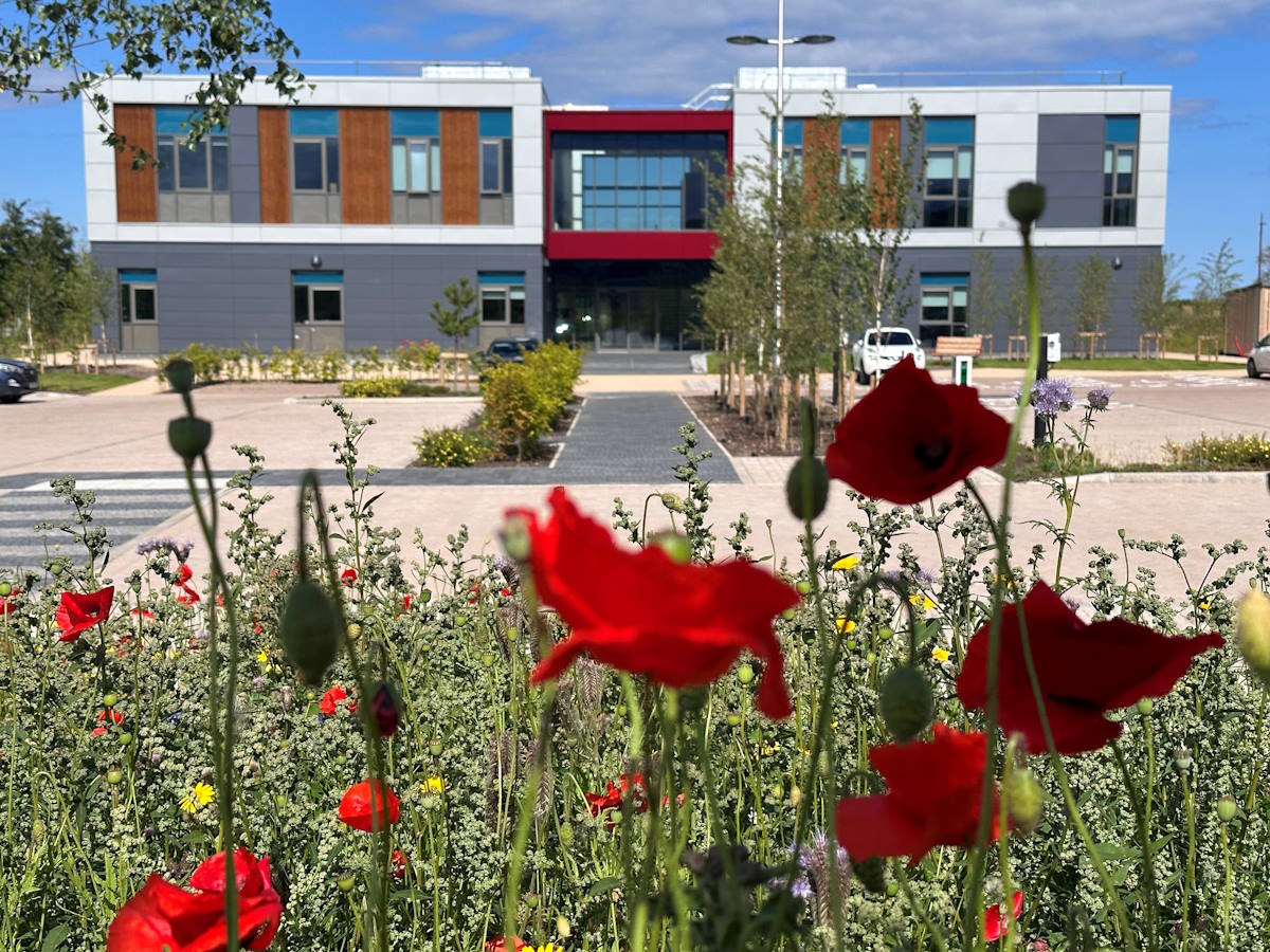 LSIC Poppies Web